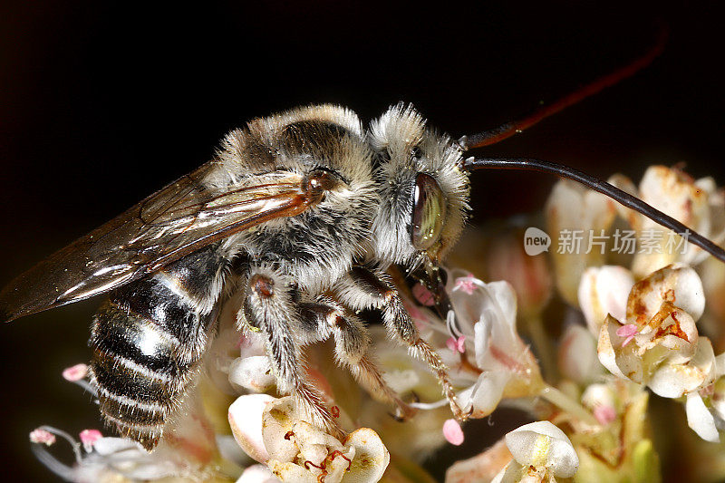 雄性长角蜂(Melissodes sp.)在加利福尼亚荞麦(Eriogonum fasiculatum)上觅食